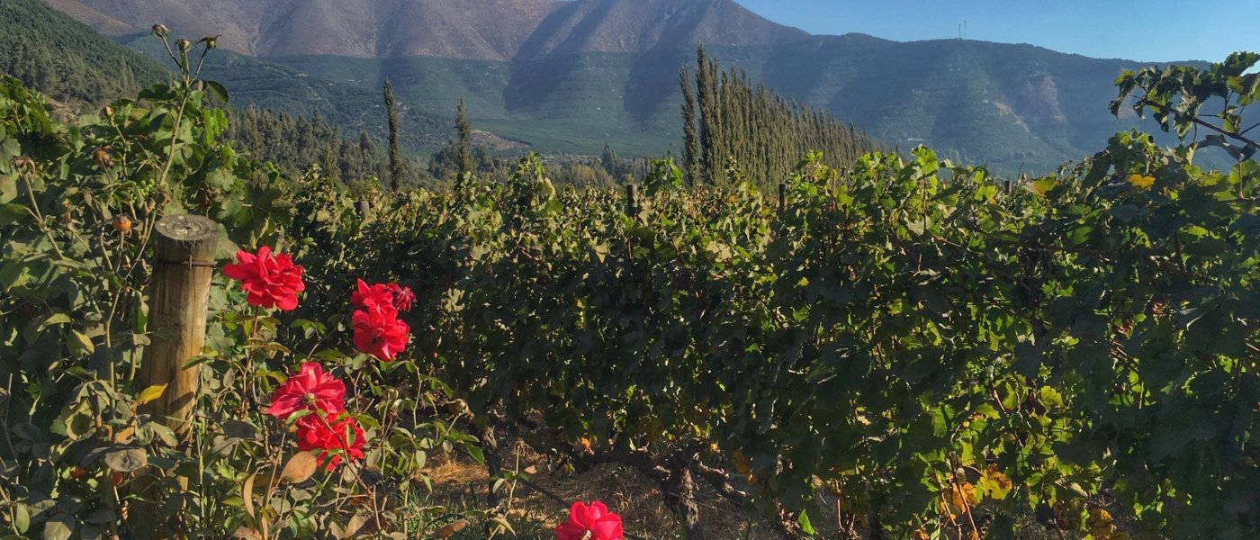 Chile - Vineyard - Wine Paths